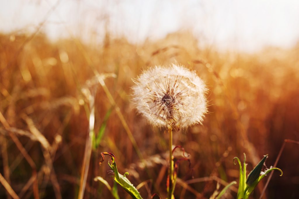 Close-up of a dandelion flower in a meadow with mostly brown tall grass and a few sprigs of green grass at its base.